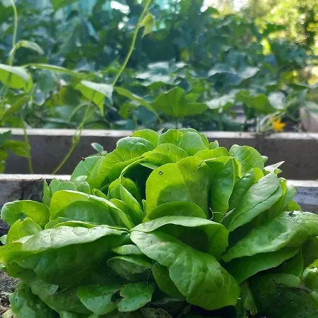 Il Larice D' Oro Sueglio