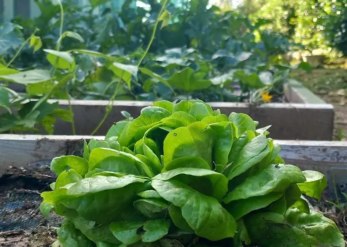 Il Larice D' Oro Sueglio